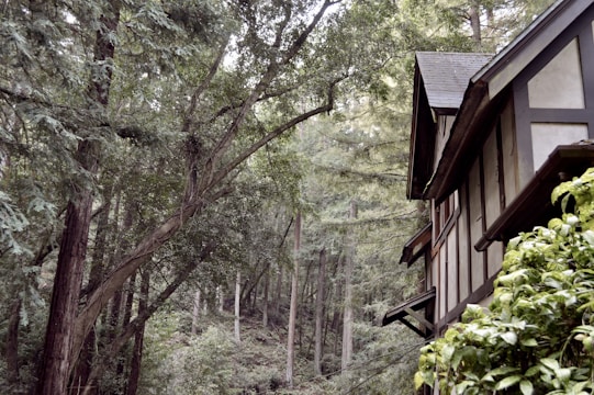 A rustic house with timber framing is nestled among tall, dense trees in a lush forest. The structure's brown and beige colors are complemented by vibrant green foliage, creating a sense of harmony between architecture and nature.