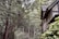 A rustic house with timber framing is nestled among tall, dense trees in a lush forest. The structure's brown and beige colors are complemented by vibrant green foliage, creating a sense of harmony between architecture and nature.