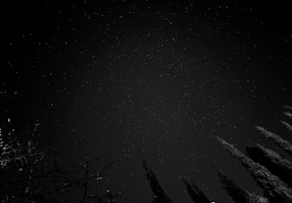 A night sky photo showing stars with a silhouette of trees in the foreground