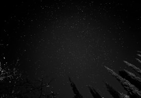 A night sky filled with stars, framed by the silhouettes of trees visible at the edges of the image.