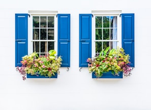 two windows with blue shutters and flower boxes