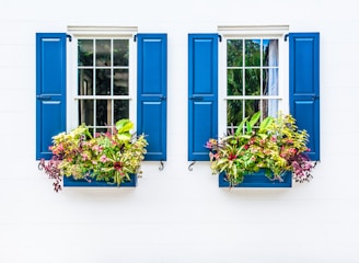two windows with blue shutters and flower boxes