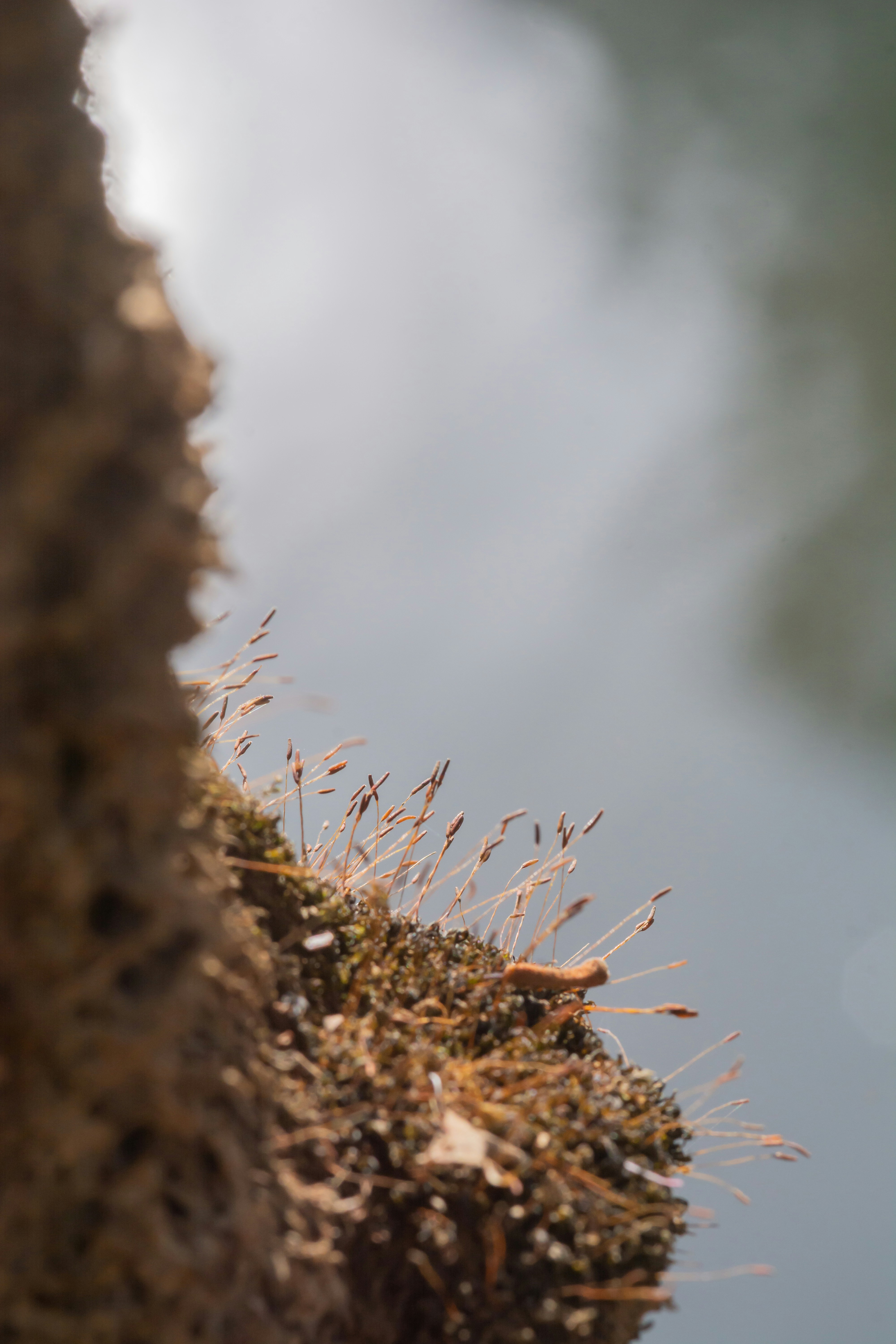 Step-by-step guide to building a DIY ant moat
