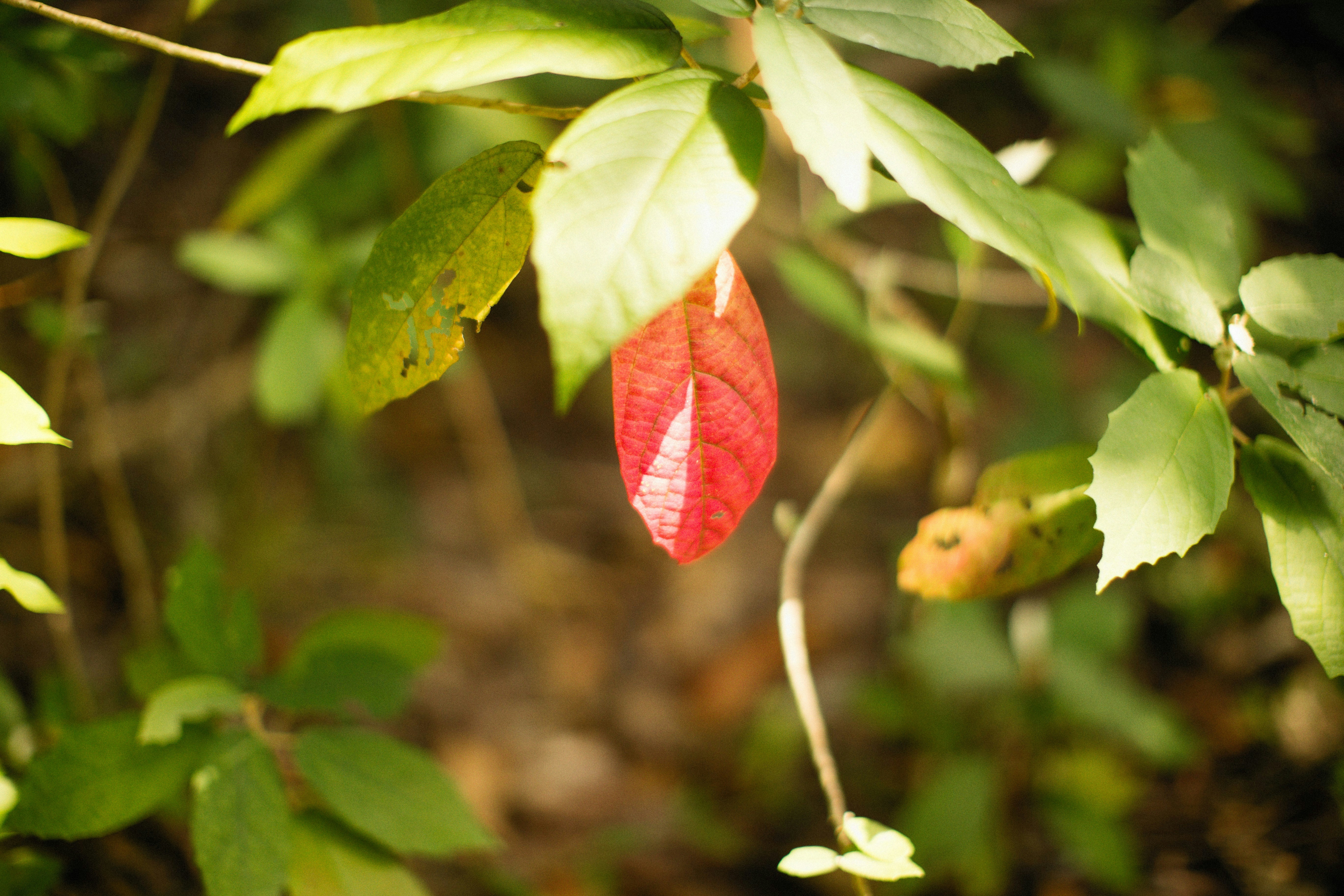 Photo by alexeydemidov