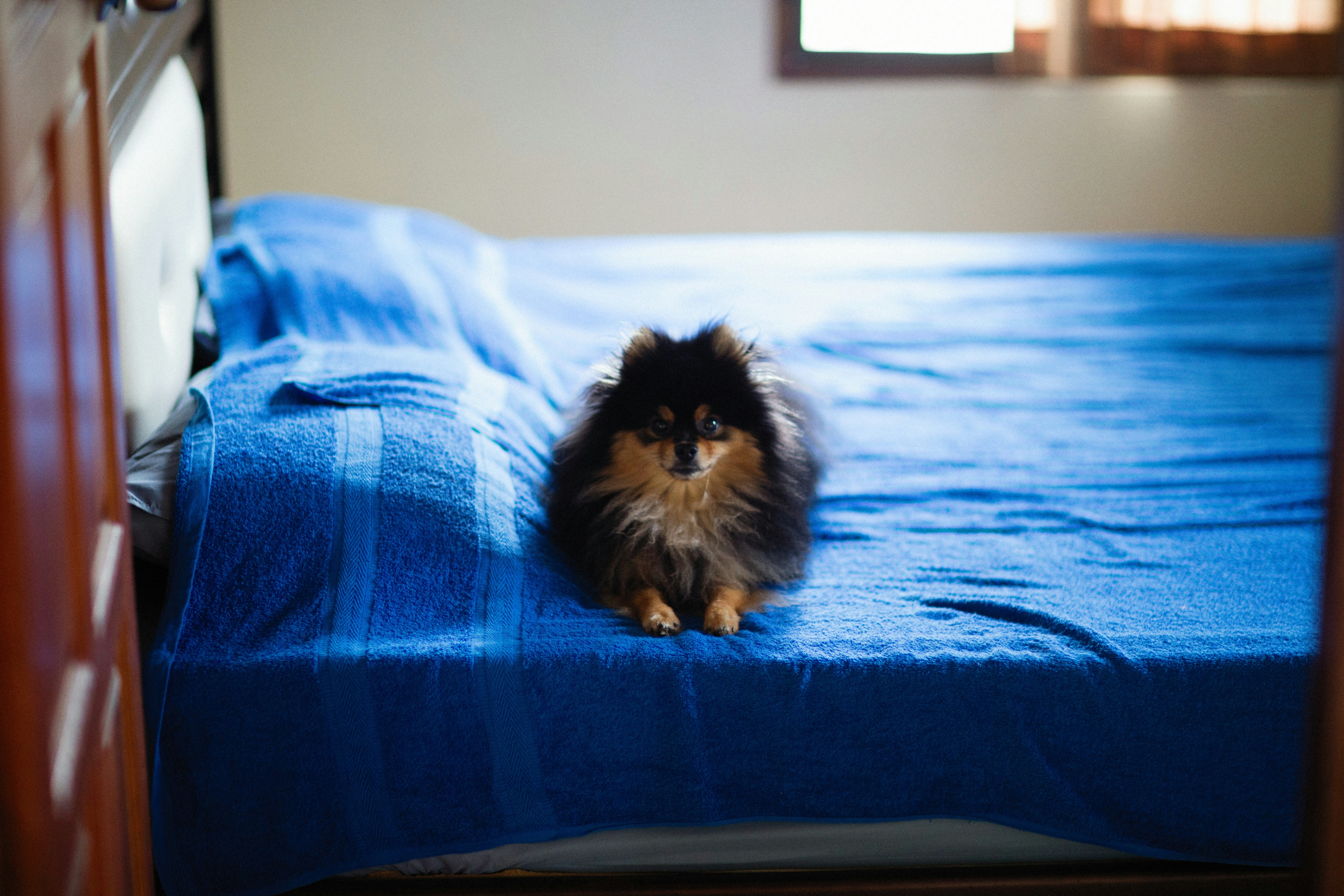 Your Dog Guards You While You Sleep (image credits: unsplash)
