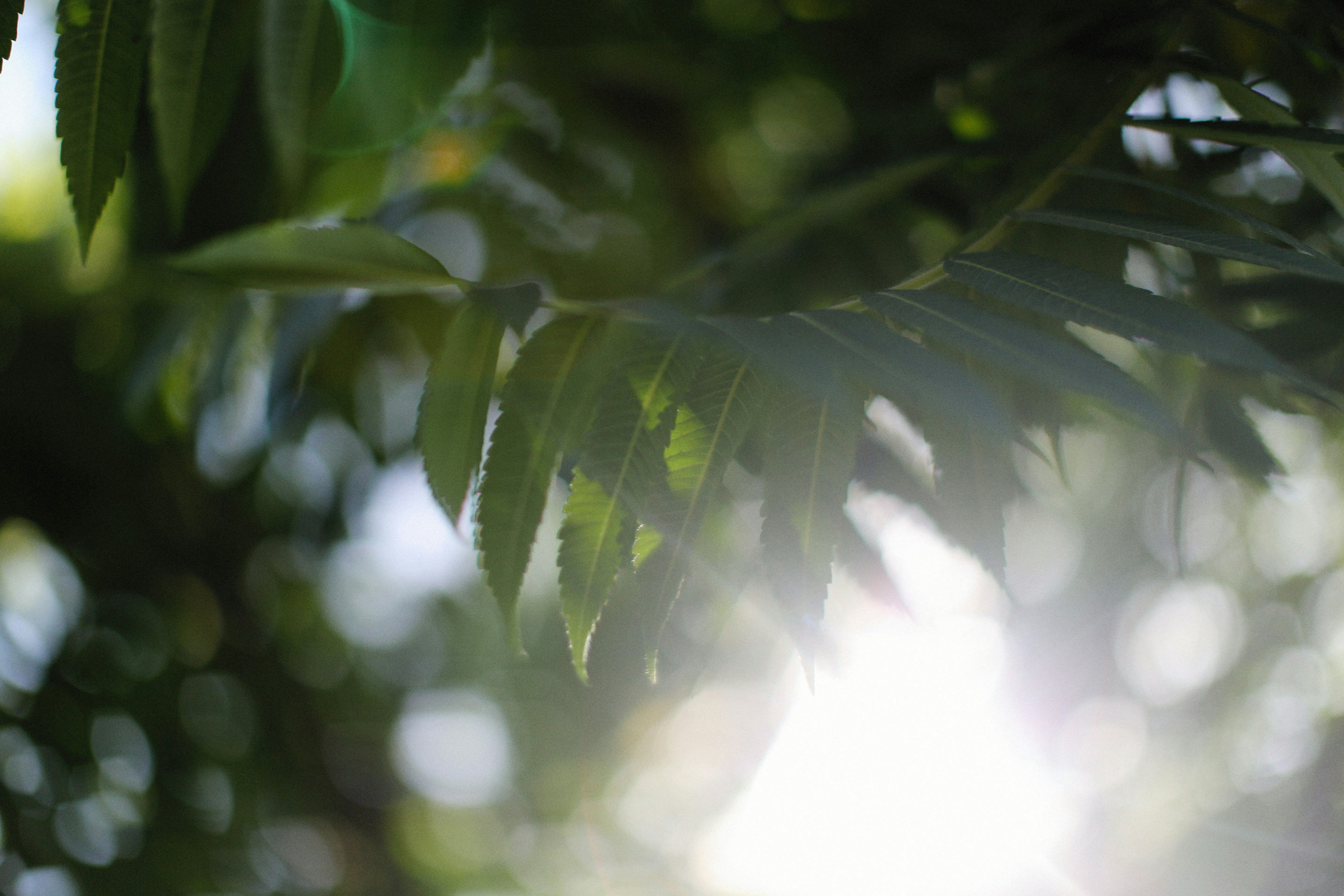 Photo by alexeydemidov