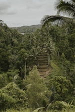 A lush forest in Laos representing carbon offset projects.