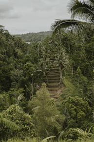 Lush green agroforestry community project in Asia supported by carbon credits.