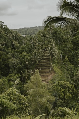 A lush forest in Laos representing carbon offset projects.