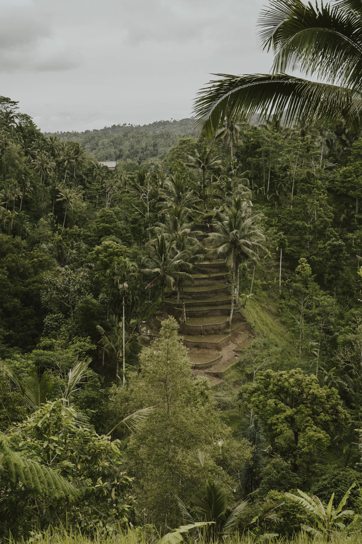 Scenic highlights of Deep Jungle Cruise to Historic Camp Leakey in Camp Leakey / Sekonyer River