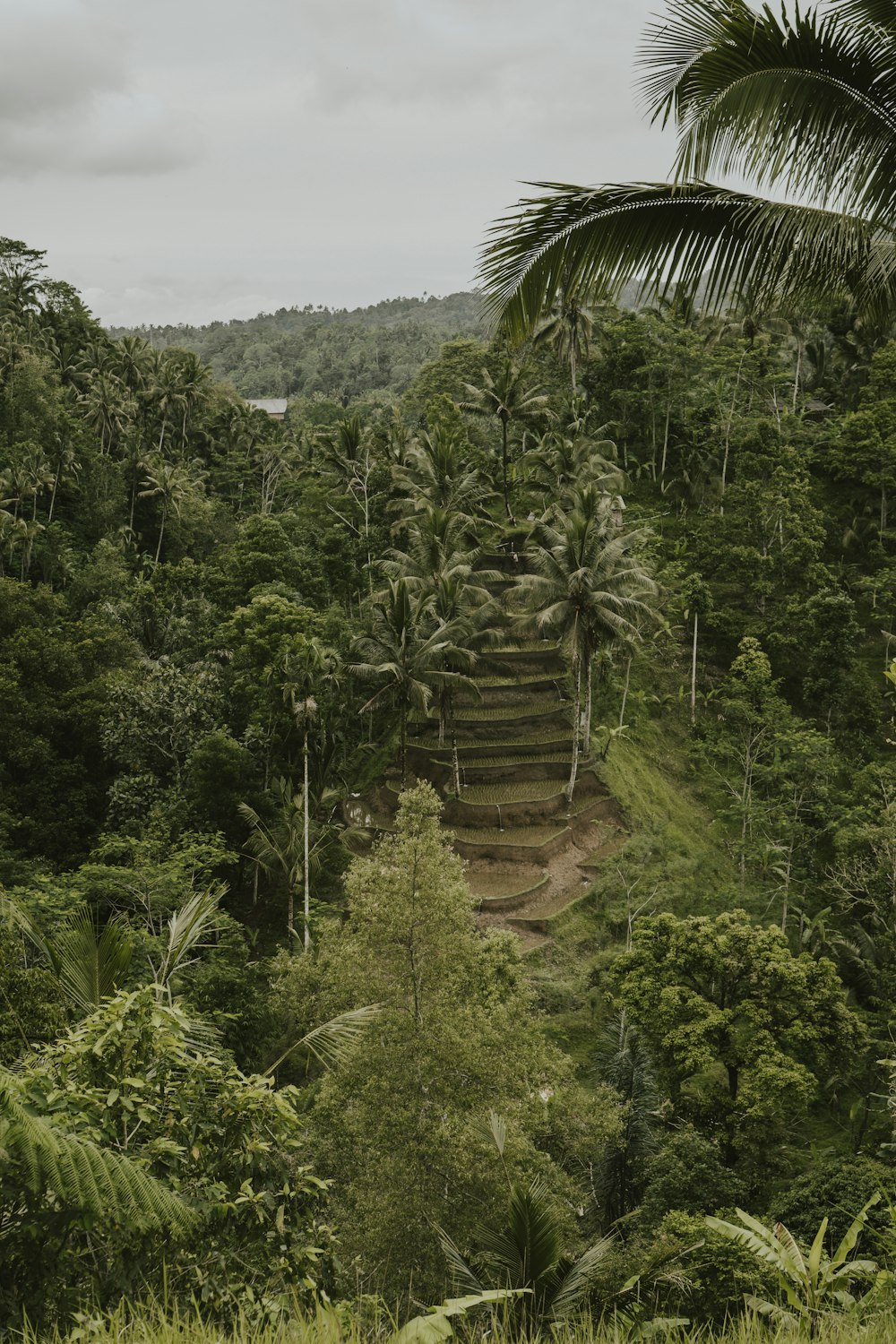 a view of a jungle with a staircase in the middle