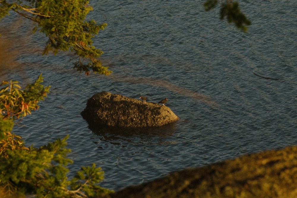 a rock in the middle of a body of water