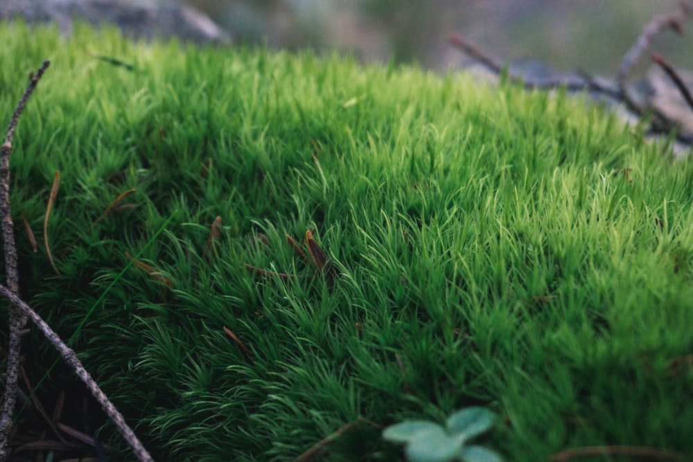 a close up of a green mossy surface