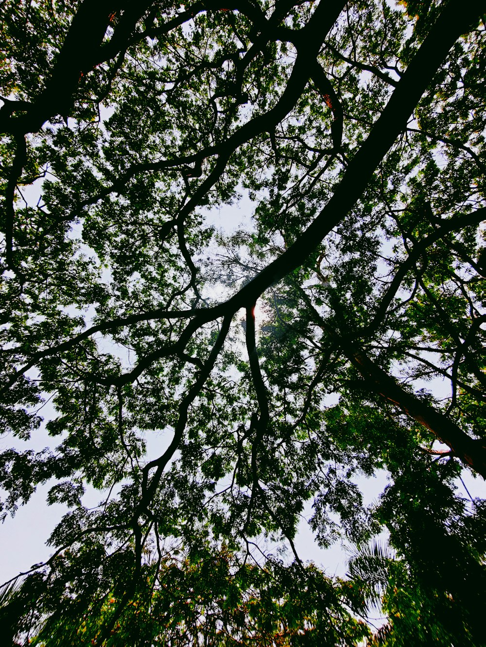 Guardando in alto nella chioma di un albero