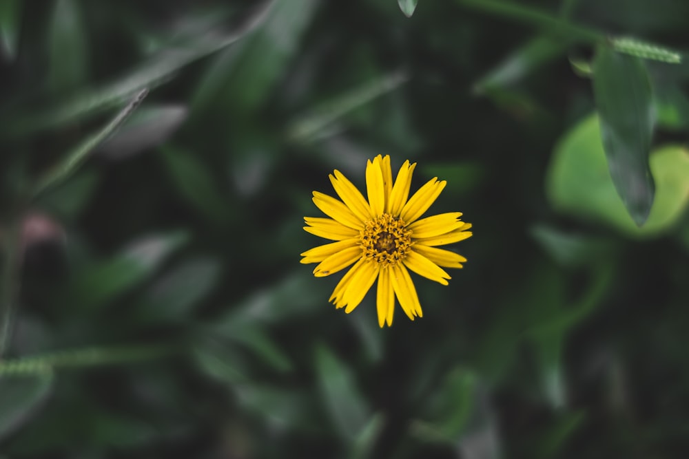 a yellow flower with a green background