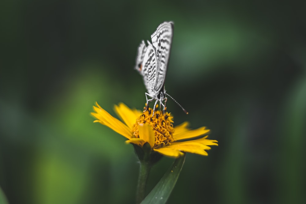 a white butterfly sitting on a yellow flower