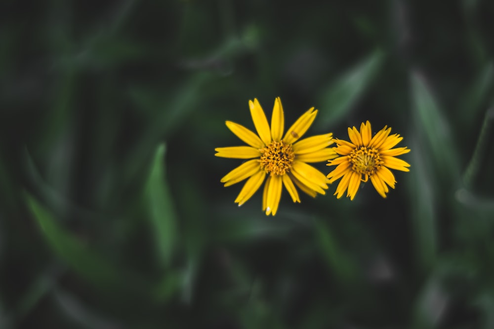 a couple of yellow flowers sitting on top of a lush green field