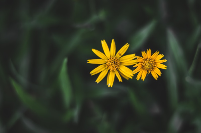 Calendula