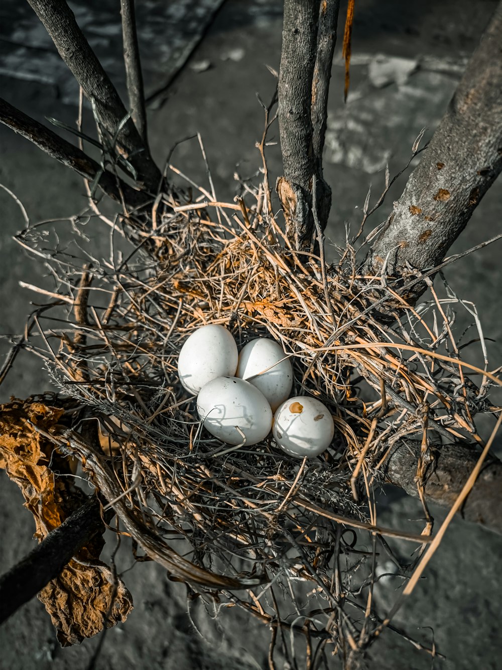 a bird nest with four eggs in it