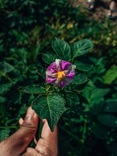 Sunlight filtering through petals as a woman gently touches a blooming flower, embodying growth and care.