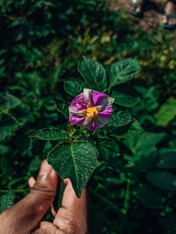 Close-up of hands holding a blooming flower with natural sunlight highlighting soft textures.