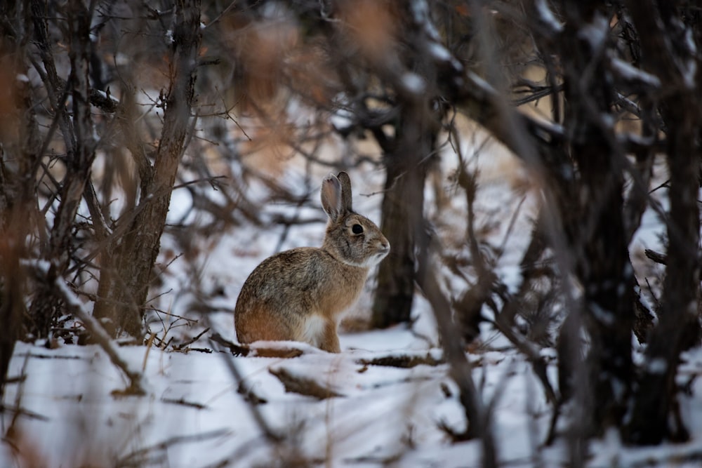 a rabbit sitting in the middle of a snowy forest