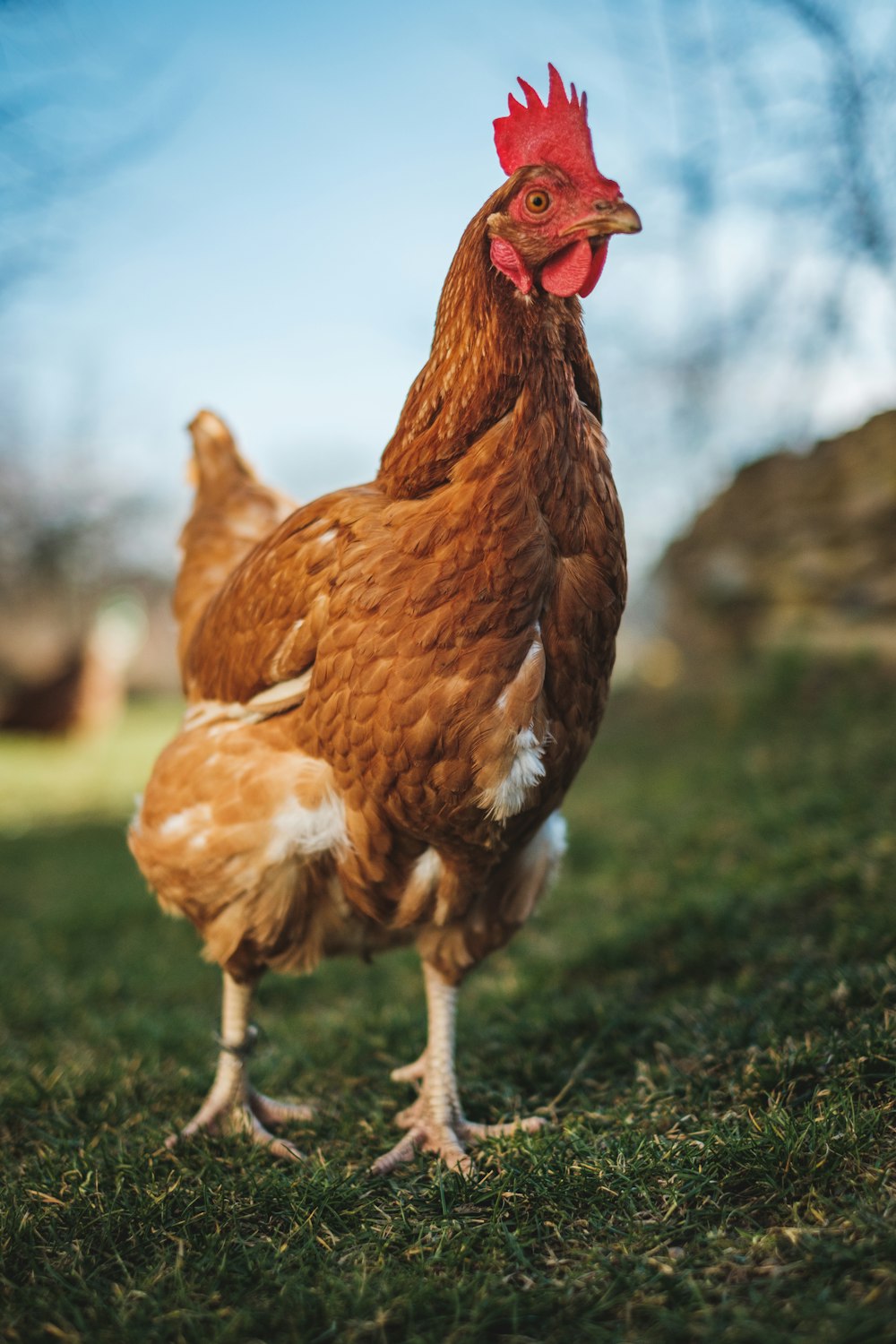 a brown chicken standing on top of a lush green field