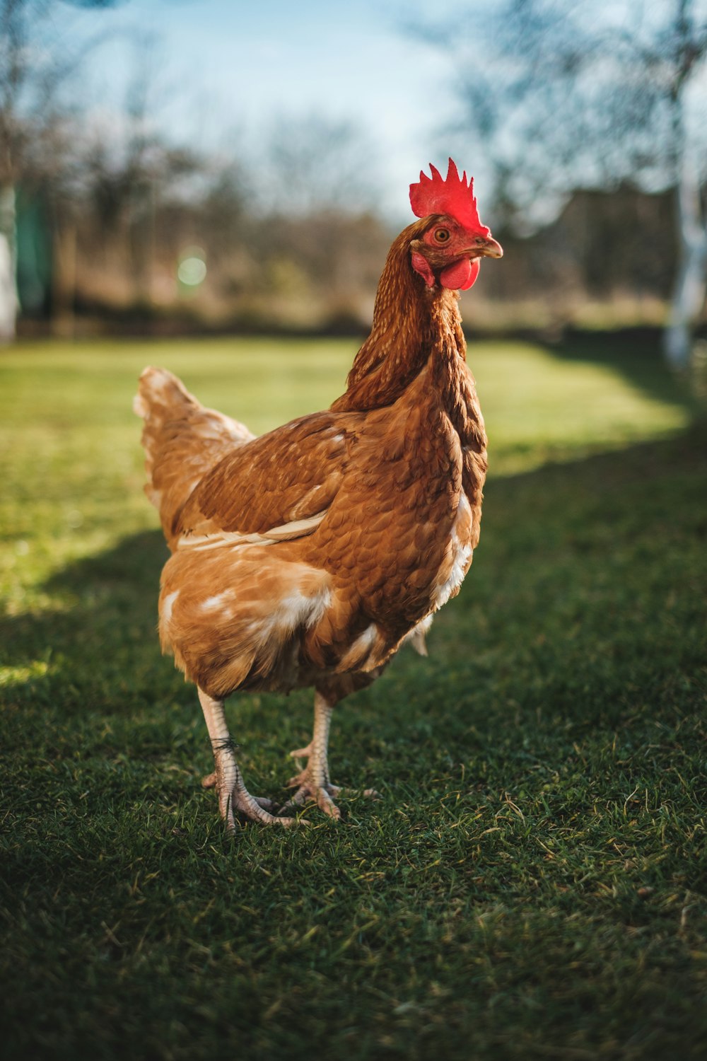 a brown chicken standing on top of a lush green field