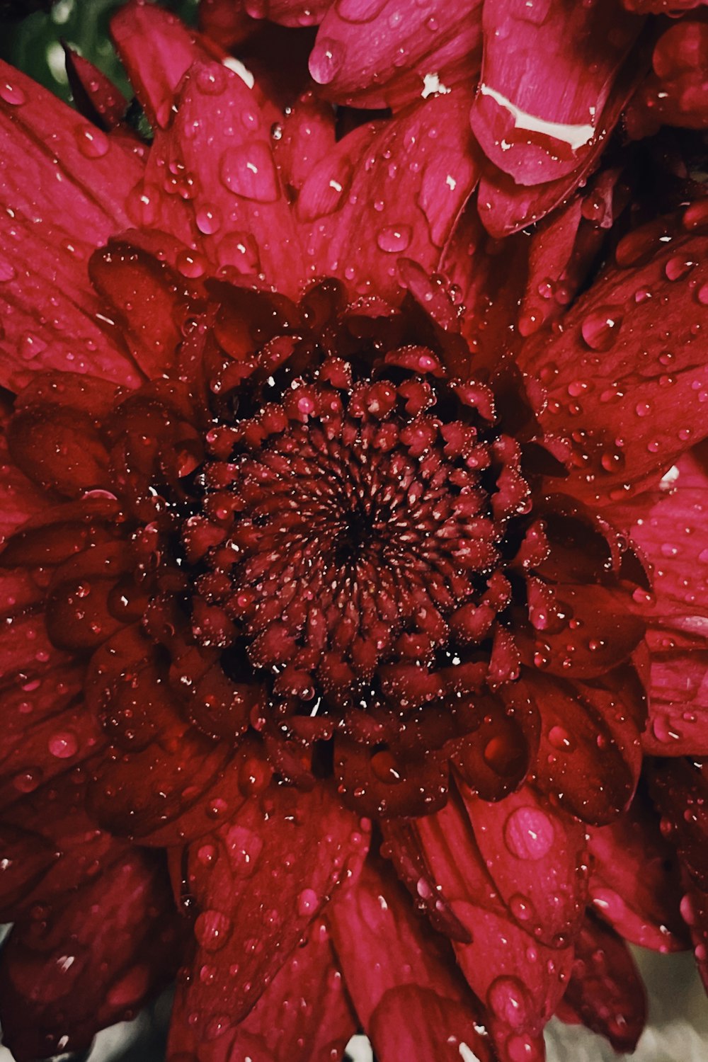 a red flower with water droplets on it