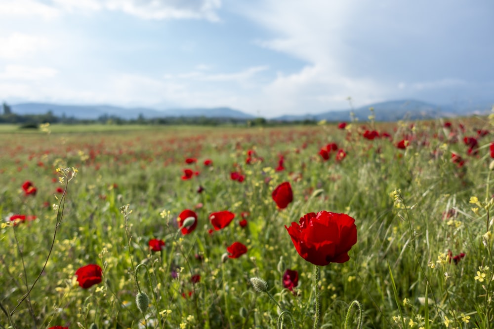 a field full of red flowers under a blue sky