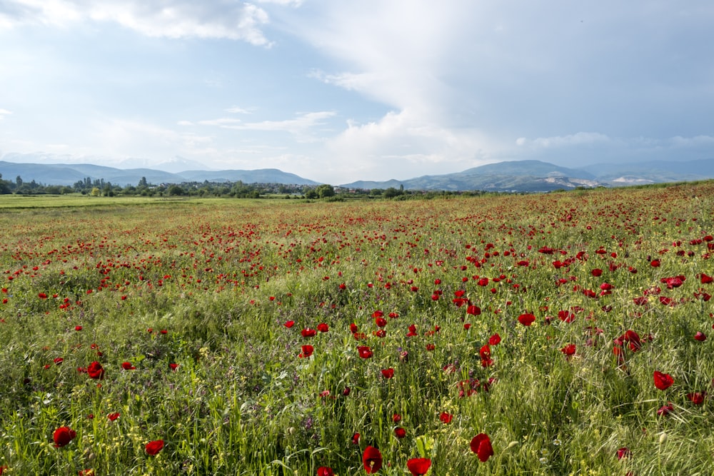 a field full of red flowers with mountains in the background