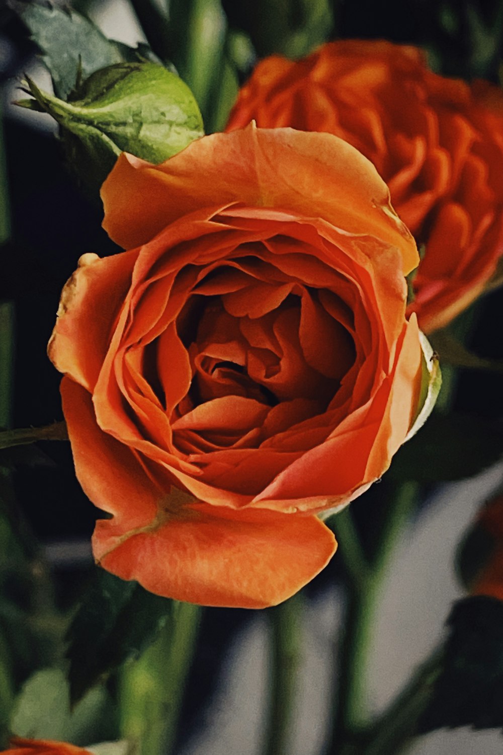 a close up of a single orange rose