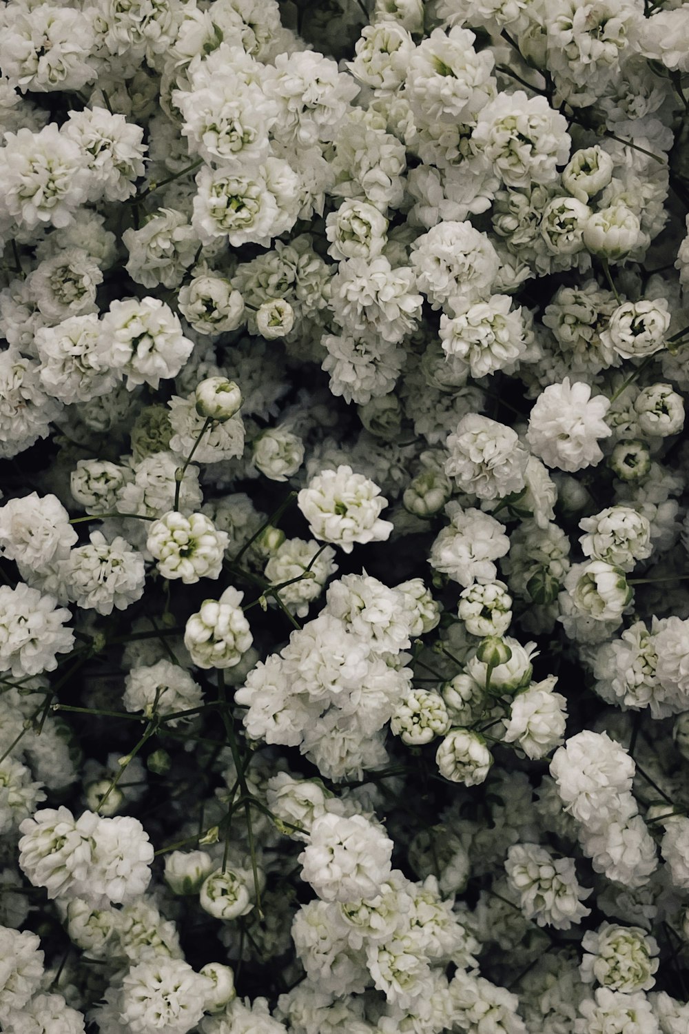 un mazzo di fiori bianchi che sono uno accanto all'altro