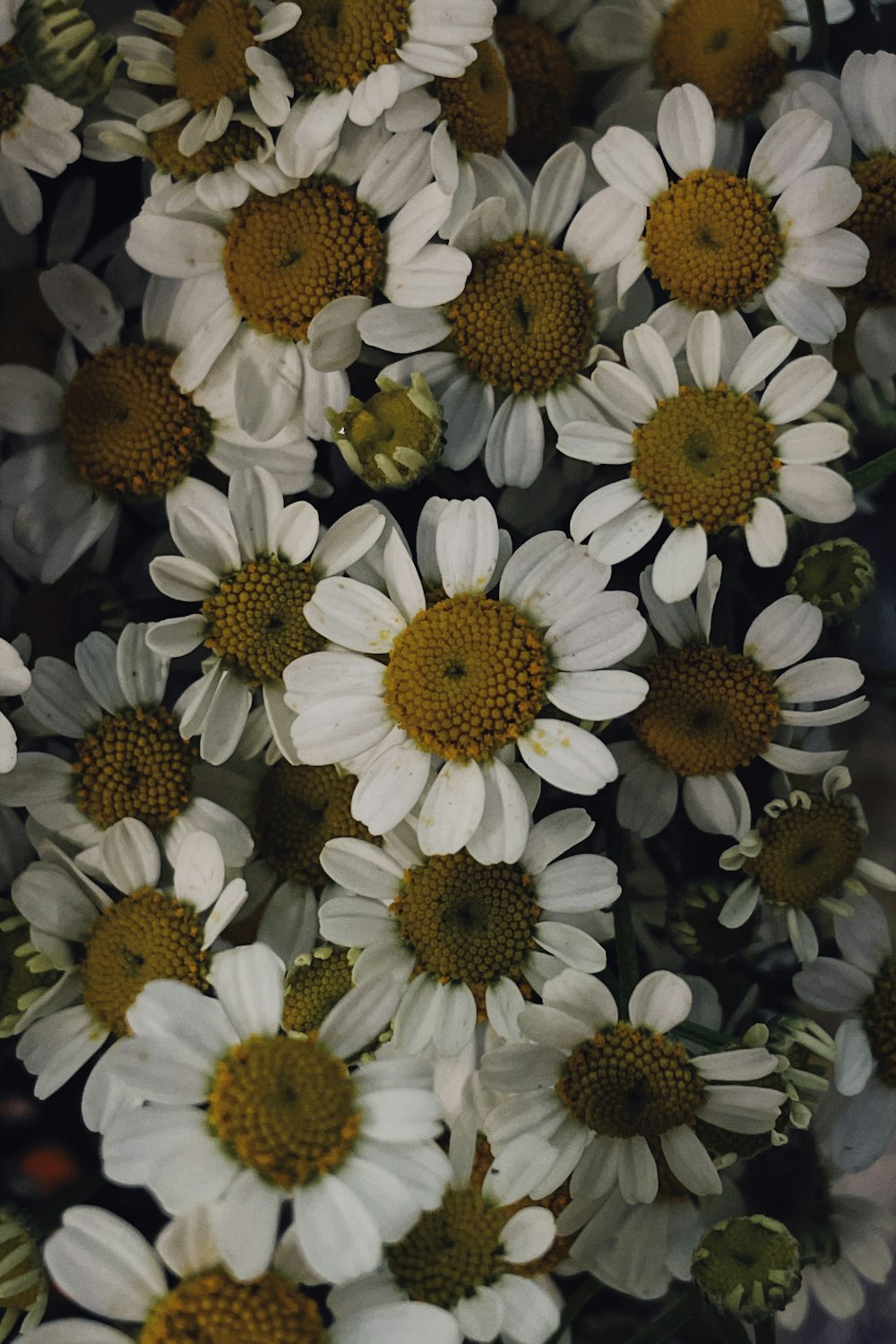 a bunch of white flowers with yellow centers