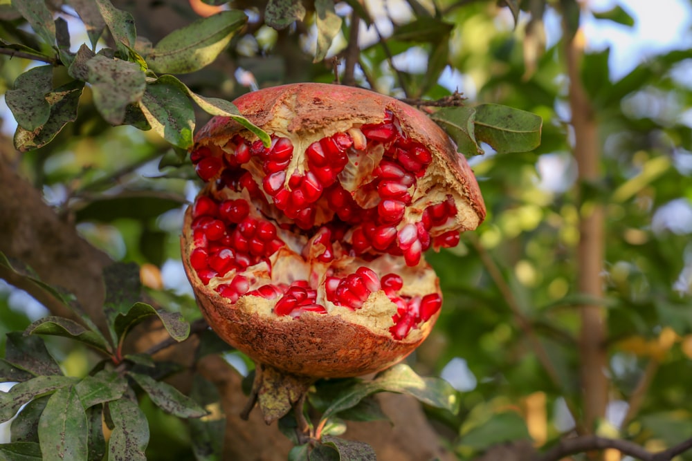 a pomegranate that has been cut open on a tree