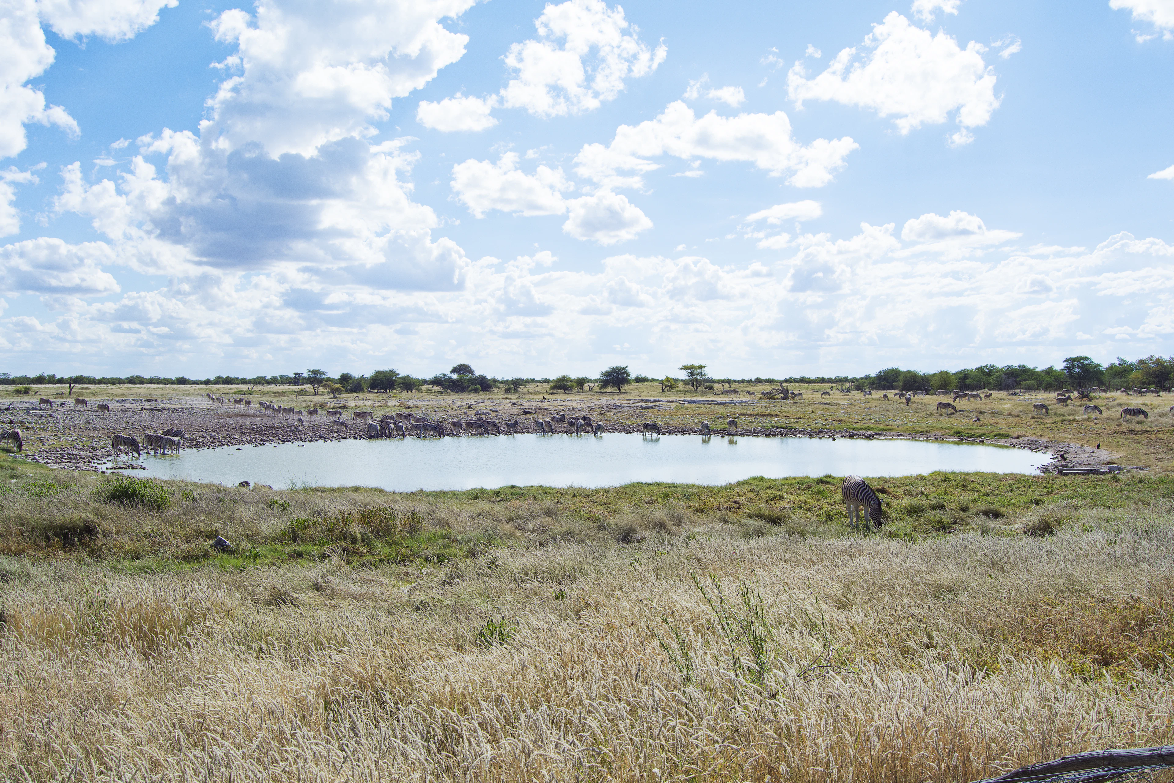 Zebra drinking at a waterhole among dry grassland in Etosha National Park