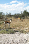 a group of Springbok grazing at Reubens Choice Bioreserve Cape Town.