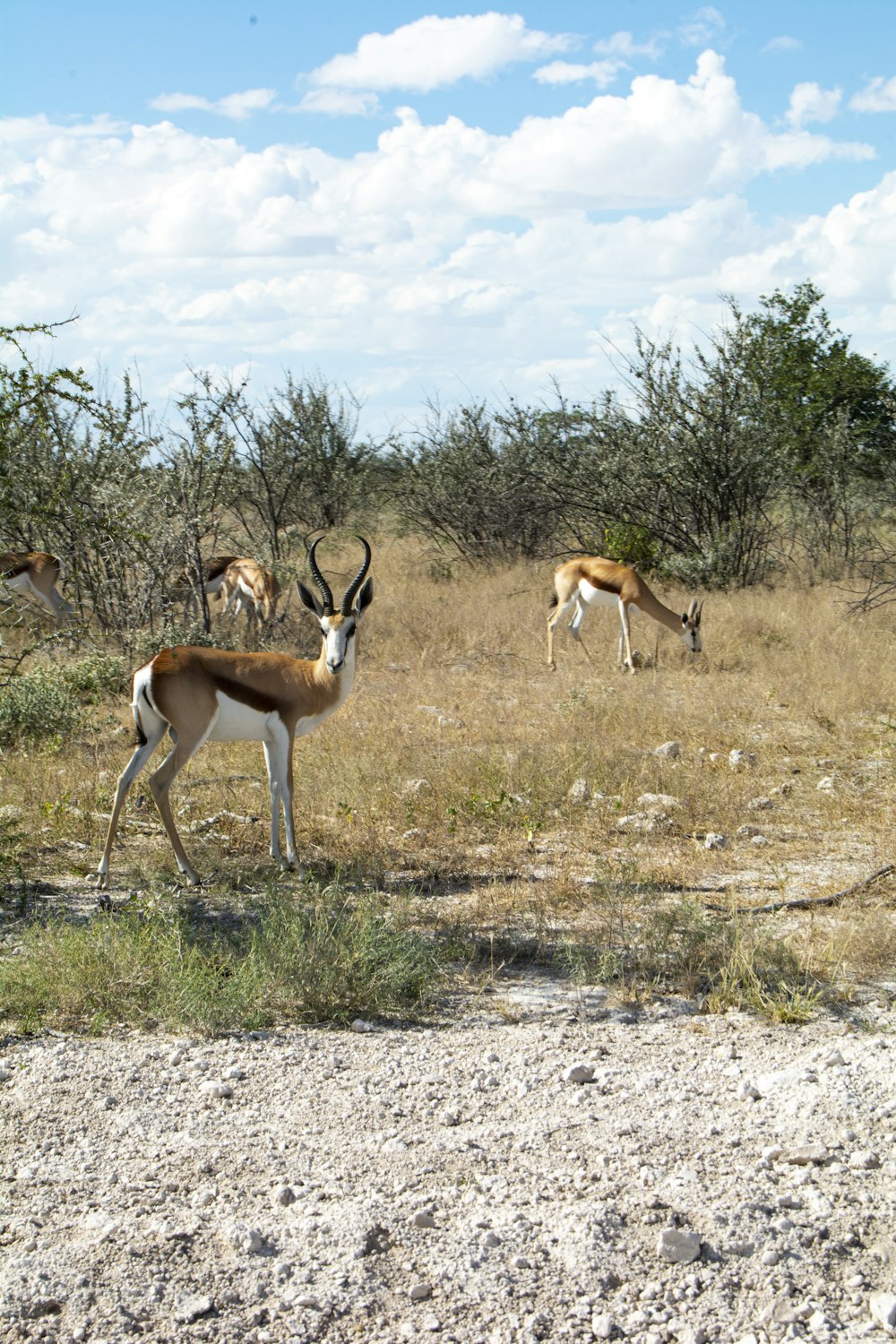a group of antelope grazing in a field