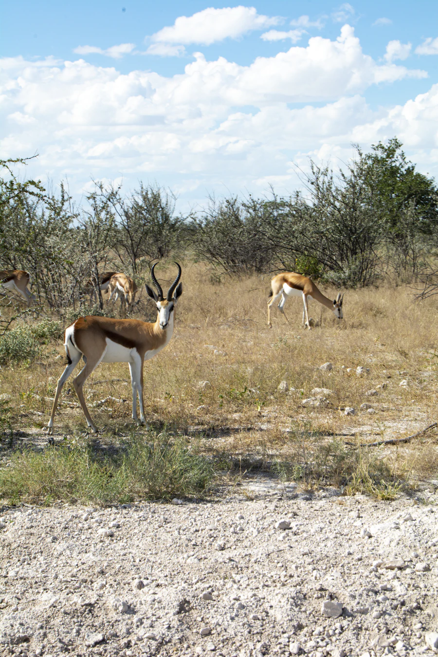 Northern Namibia: Etosha, Damaraland and the Skeleton Coast