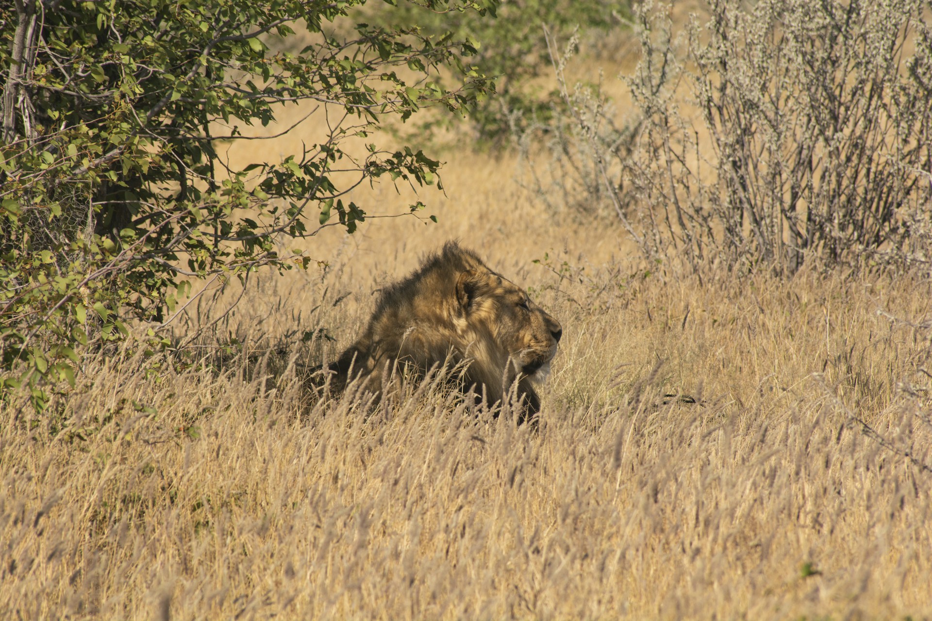 a lion hiding in a field of tall grass