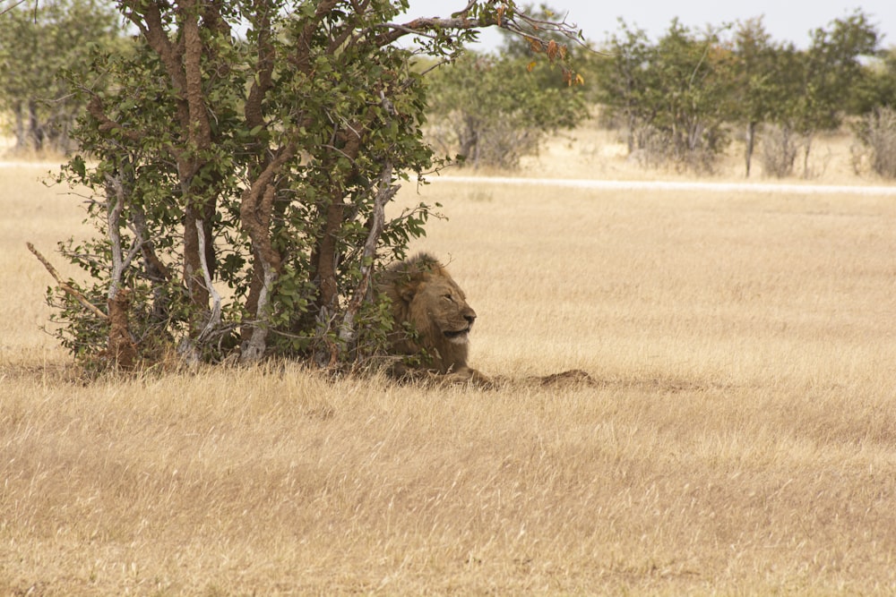 a lion sitting in the middle of a dry grass field