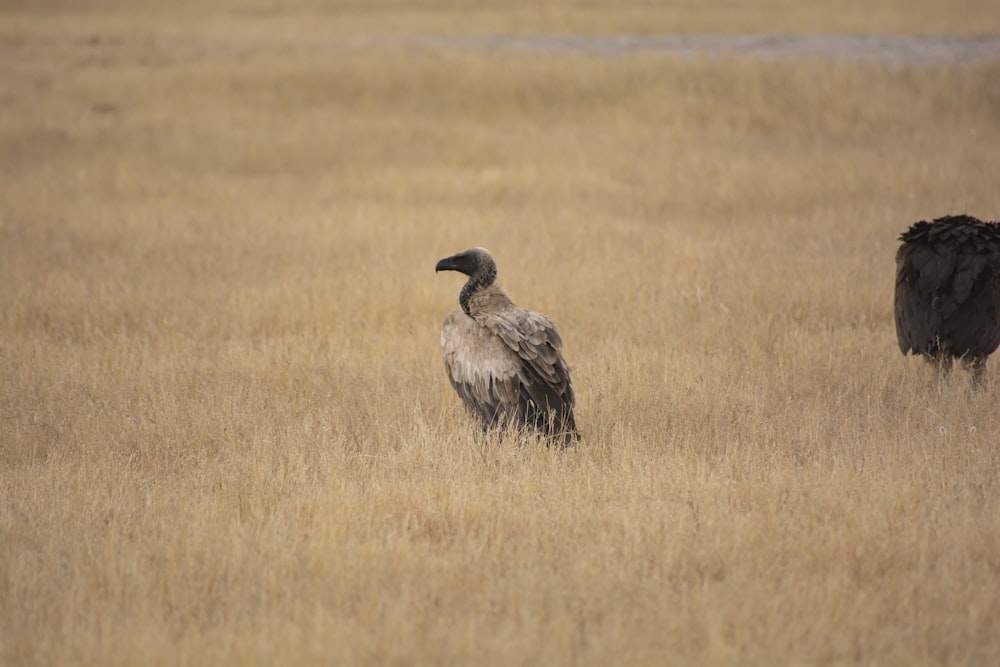 a large bird sitting on top of a dry grass field
