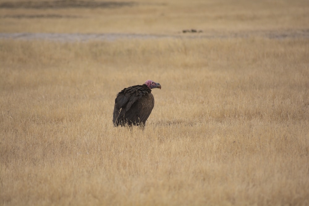 a large bird standing in a dry grass field