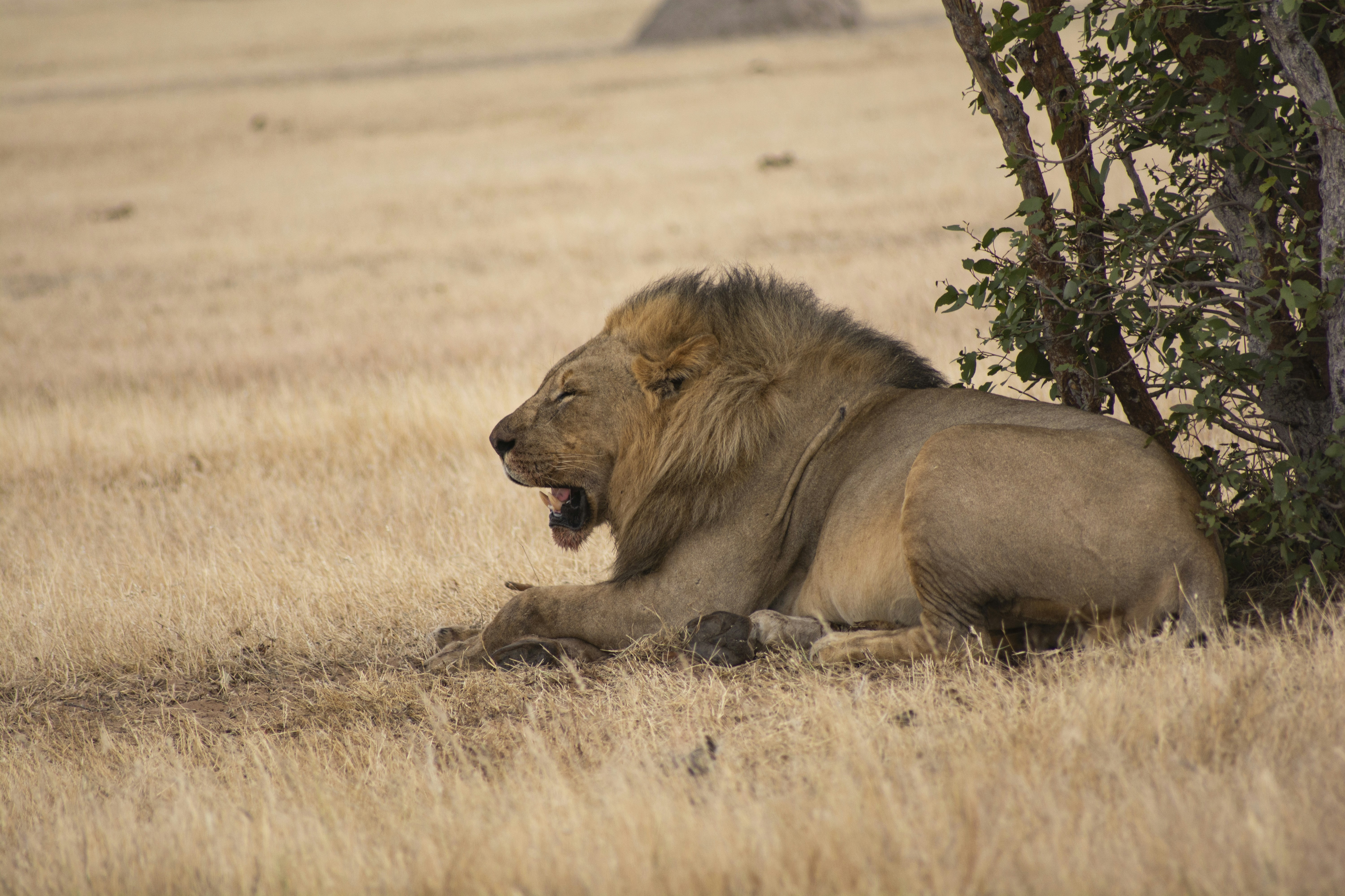 Etosha National Park, Namibia - Lion protecting food under a tree