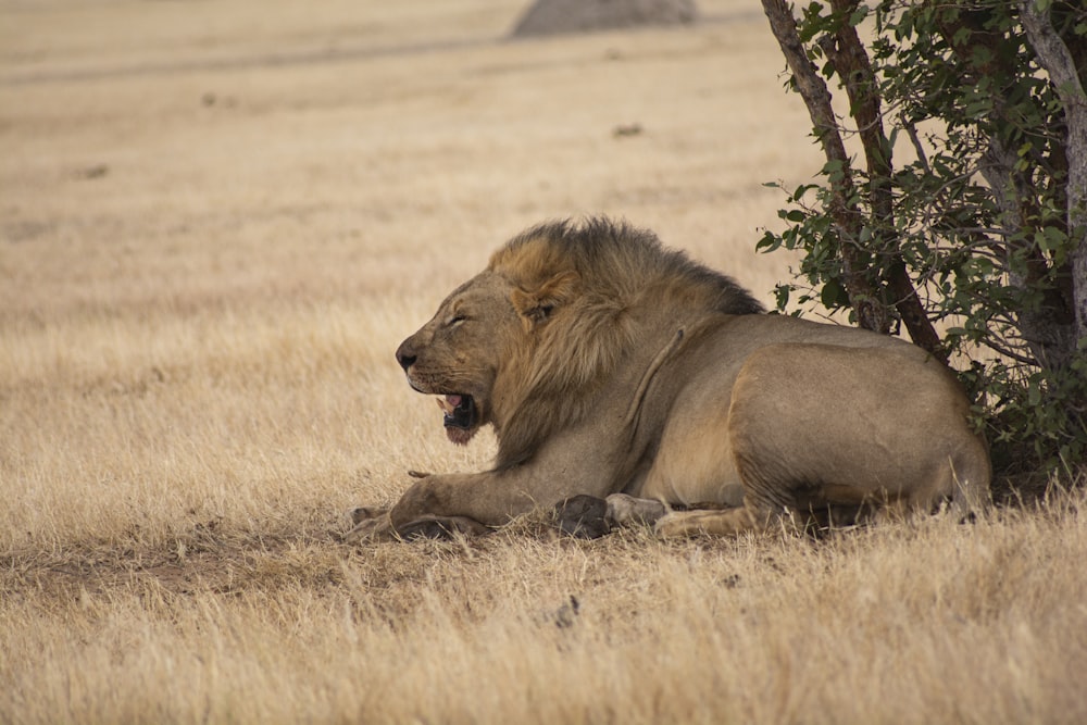 a lion laying down in a dry grass field