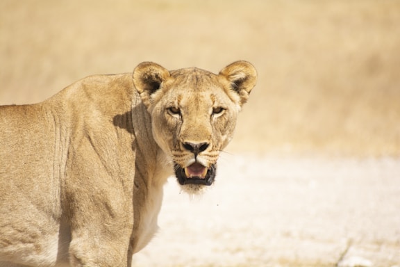 a close up of a lion near a body of water