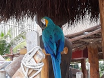 A vibrant blue-and-yellow macaw perches on a wooden structure, decorated with a rope in a tropical setting. Palm leaves and rustic wooden elements complement the scene, with thatched roofing overhead.