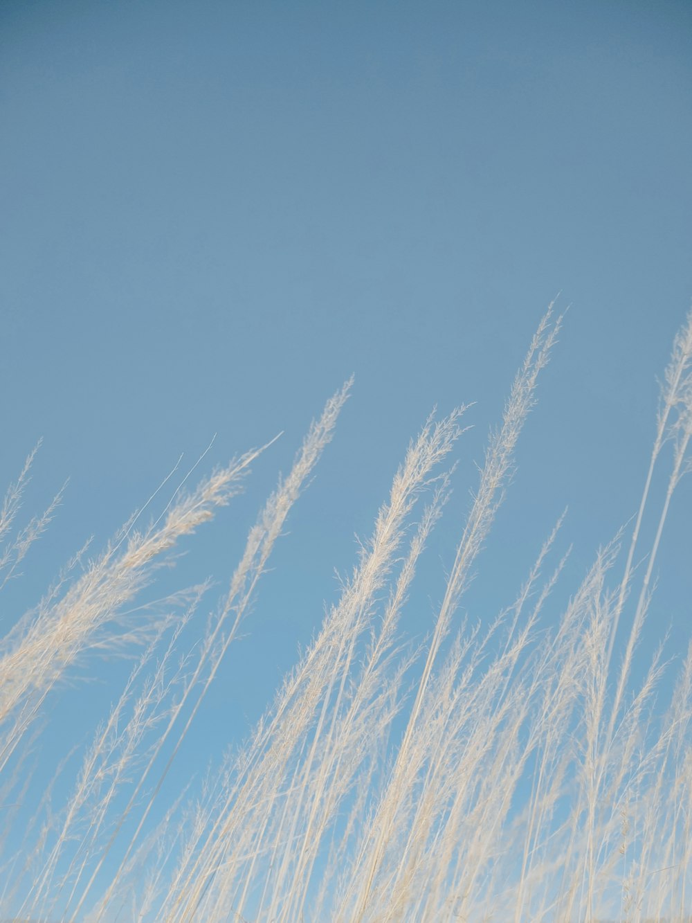 tall grass blowing in the wind against a blue sky