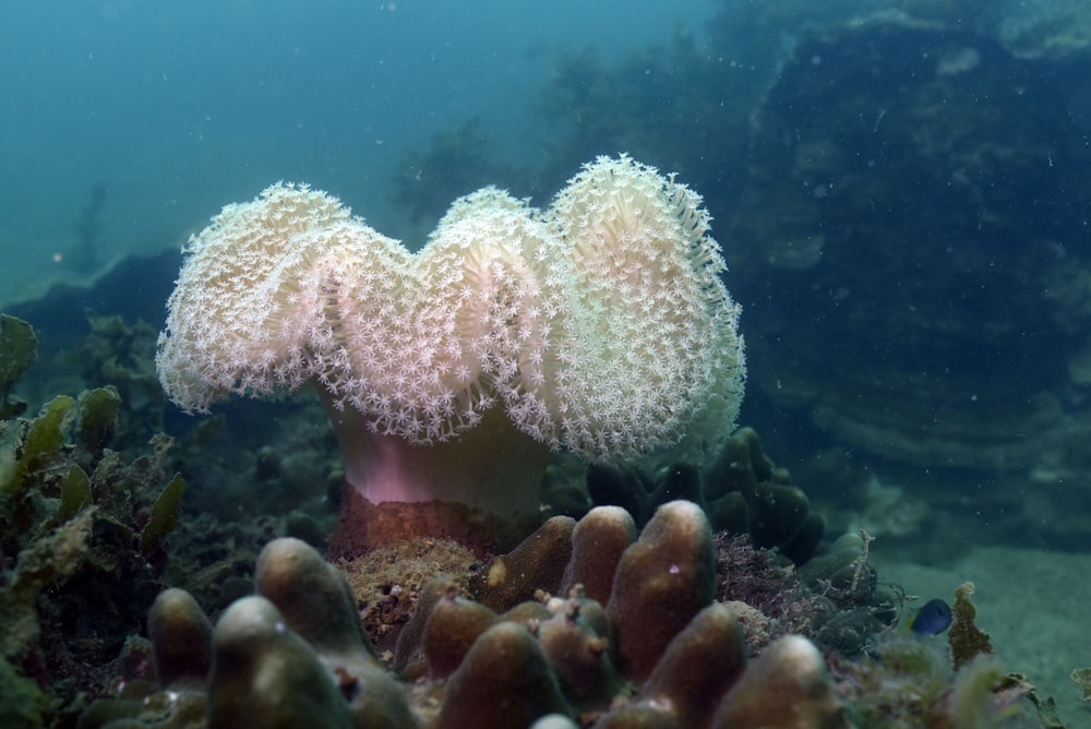 a sea anemone on a coral in the ocean