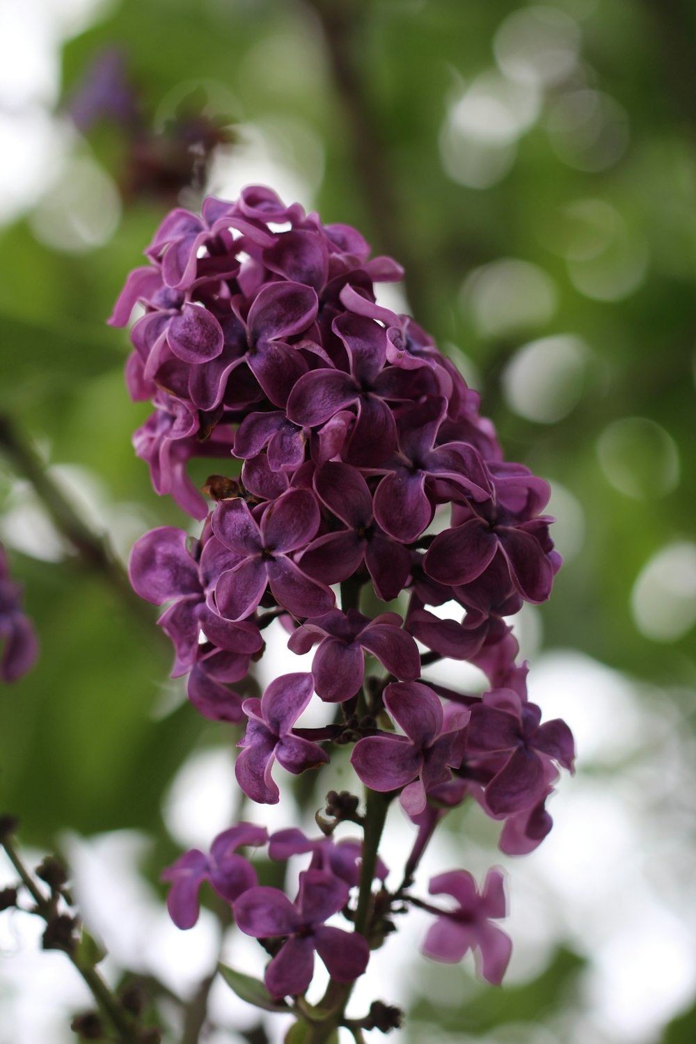 a close up of a bunch of purple flowers